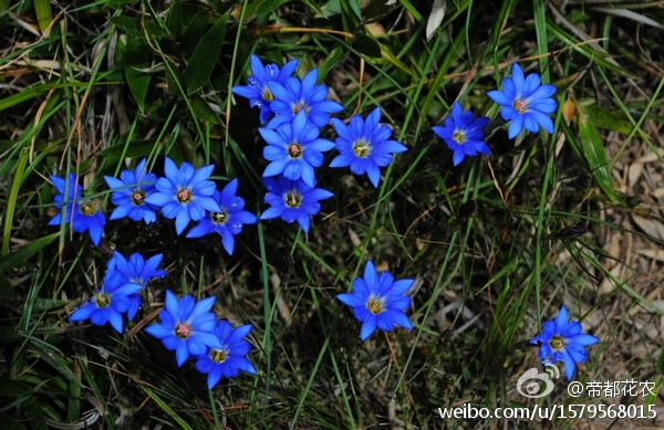 阿里山龙胆（Gentiana arisanensis），