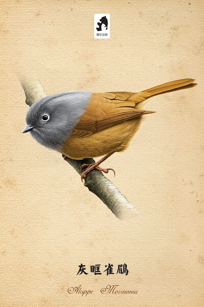 灰眶雀鹛（Grey-cheeked Fulvetta） 雀形目 莺科 雀鹛属 是画眉科雀鹛属的一种，俗名： 白眼环眉、 山白目眶。 分布于缅甸、老挝、中国大陆、越南、泰国和台湾。该物种的保护状况被评为无危。