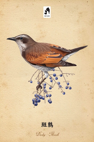 斑鸫（学名：Turdus naumanni），又名穿草鸡、窜儿鸡、红麦鴓、斑点鸫、傻画眉。其学名是荷兰动物学家Coenraad Jacob Temminck以自然学家Johann Andreas Naumann的名字命名的。