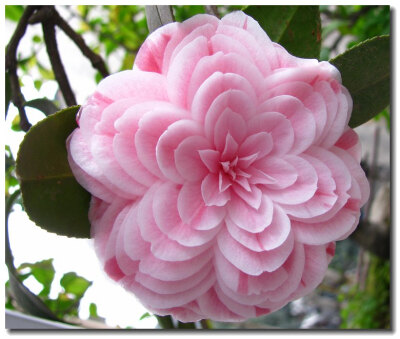【十八学士茶花】是茶花中的一个珍品，深为人们所厚爱。它树型优美，花朵结构奇特，由70－130多片花瓣组成六角塔形花冠，层次分明，排列有序，十分美观。