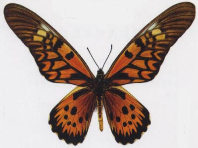 非洲长翅凤蝶 African Guant Swallowtail