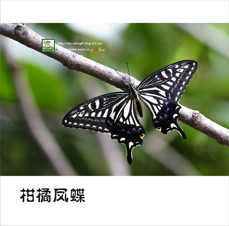 柑橘凤蝶 Citrus Swallowtail