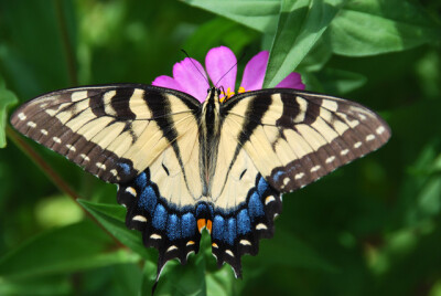 北美大黄凤蝶 Tiger Swallowtail