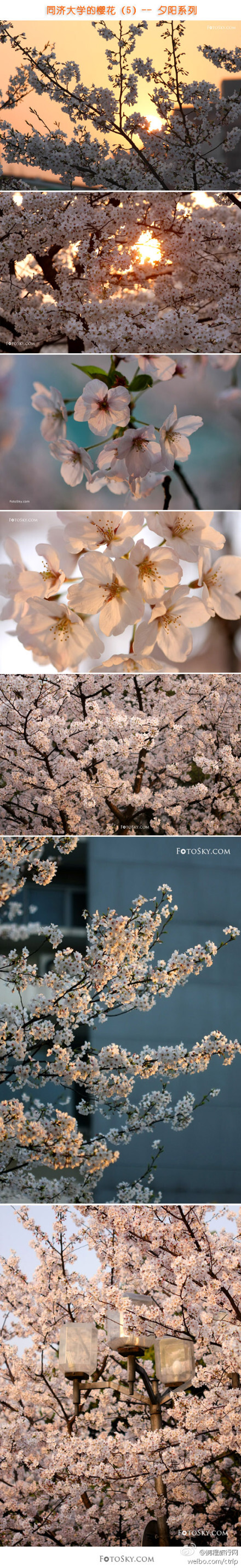 同济大学的樱花。一样很美