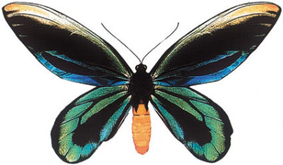 亚历山大凤蝶 Queen Alexandra's Birdwing