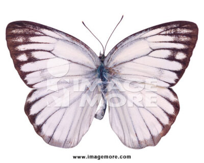 黑脉粉蝶 Black-veined White