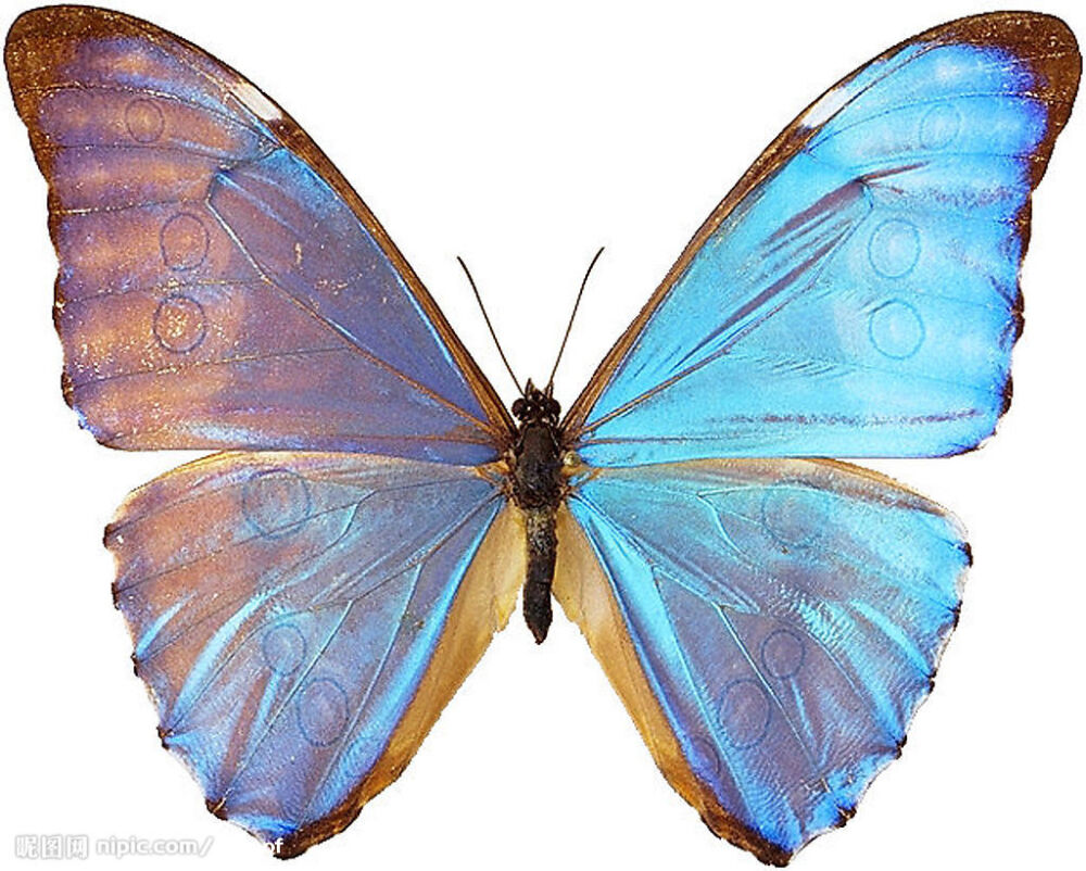 小蓝魔尔浮蝶 Brazilian Morpho