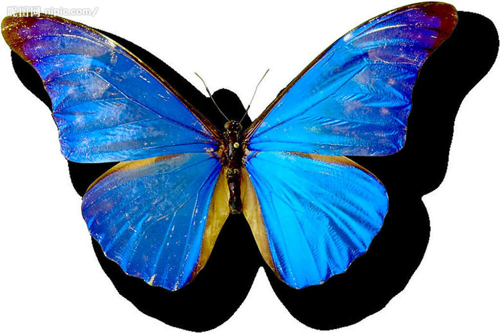 尖翅蓝魔尔浮蝶 Cramer's Blue Morpho