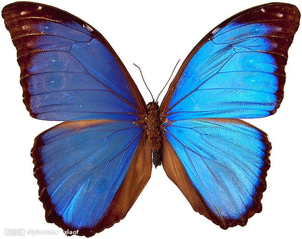 黑框蓝魔尔浮蝶 Common Morpho