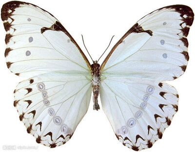 白魔尔浮蝶 Mother-of-pearl Morpho