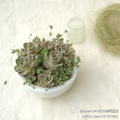 科普一下】子持莲华Orostachys boehmeri 景天科多肉植物，很美的名字，叶片中间生出的小植株可以摘下来长成棵新的。喜好强烈的阳光，浇水却要节制。光线弱的话，叶子会松散茎会拔的很长，失去美感