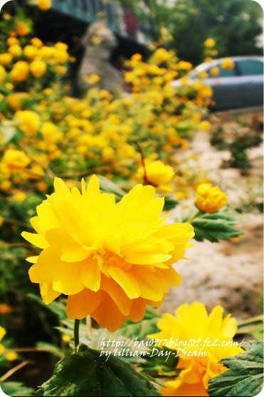 花儿