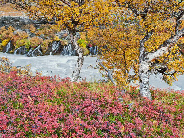 九月的赫伦瀑布(Hraunfossar Waterfalls)看起来应该跟维京时代差不多：桦树、沼泽越桔(bog bilberries)，以及裹挟着淤泥的白色Hvítá河。这个瀑布是由一系列的泉水在岸边高处跌落入河而形成。摄影：Orsolya and Erlend Haarberg