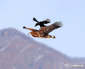 近日，一名国外摄影师拍摄到了一只乌鸦站在老鹰背上”搭便车”的搞笑场面。这只”厚颜无耻”的乌鸦居然堂而皇之的站在老鹰背上休憩，可谓大胆至极。