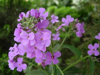 雾灵香花芥