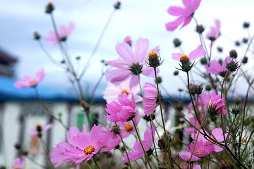 秋英（波斯菊、格桑花、扫帚梅）