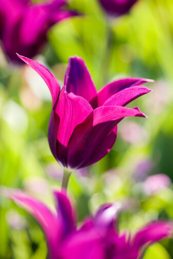 Tulipa 'Burgundy' 郁金香&quot;勃艮第&quot;