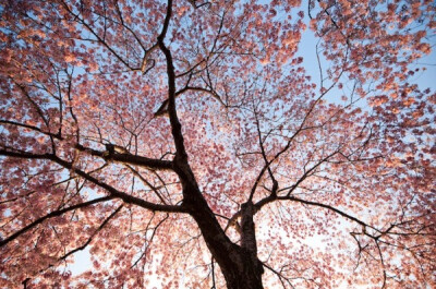 纽约摄影师Navid Baraty 美国首都华盛顿的樱花树开满了樱花，樱花的盛开也预示着春天的到来。人们纷纷走出门外，欣赏繁花似锦的樱花，沐浴着春天的骄阳。纽约摄影师Navid Baraty来到华盛顿市中心的潮汐湖畔，拍摄了…