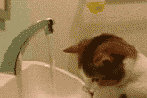 洗手的猫