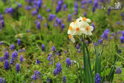 2012.04.15 At 西安植物园