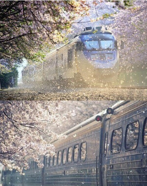 在樱花盛开的时节，连坐在火车里也可以这么美。