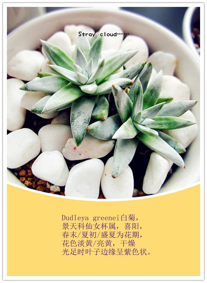 Dudleya greenei 白菊