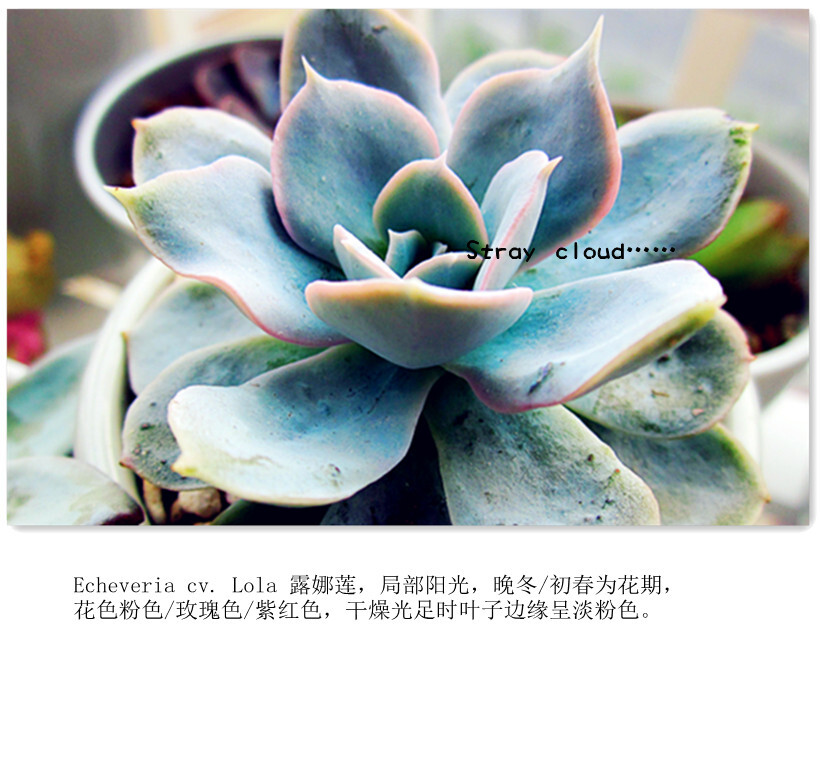 Echeveria cv. Lola 露娜莲