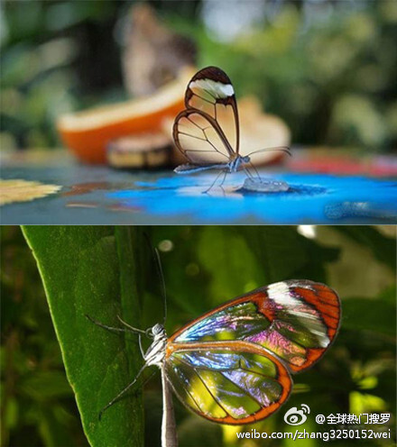 拥有透明翅膀的蝴蝶！！好美！！！！！