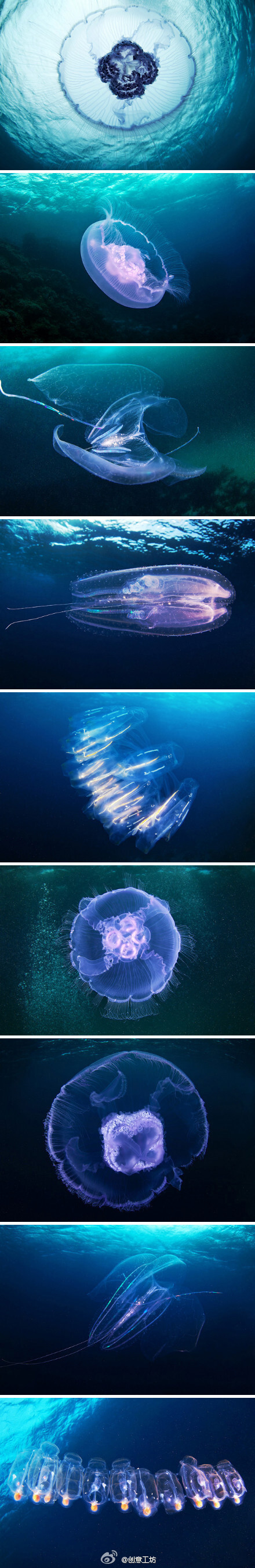 ：【水下生物摄影】俄罗斯摄影师Alexander Semenov的新作《Weird Space》，2月在红海地区拍摄的海月水母（Aurelia aurita）等海洋生物。