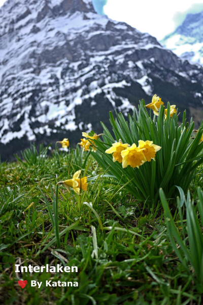雪山下的春天--因特拉肯