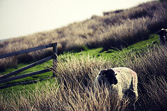 Fence and Sheep - Happy Fence Friday HFF {explored} 作者 Ian Livesey