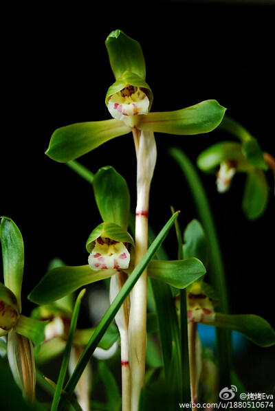 春兰Cymbidium goeringii，兰科，蕙兰属。咱们的国兰就是气场大气质佳，无须缤纷，芬芳暗持，光是这酷似十字架的外型就有一种主宰者的风范。2012.4.21摄于Midland AGS flower show (Solihull)