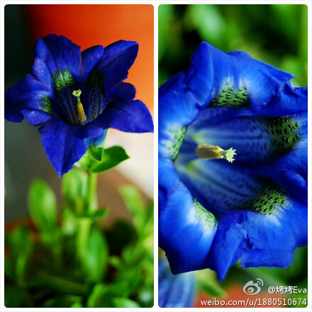 妖媚的龙胆Gentiana acaulis ('Stemless gentian')，龙胆科，龙胆属，原产于欧洲中部和南部，其特征之一就是花筒内壁上橄榄绿色的点状花纹。