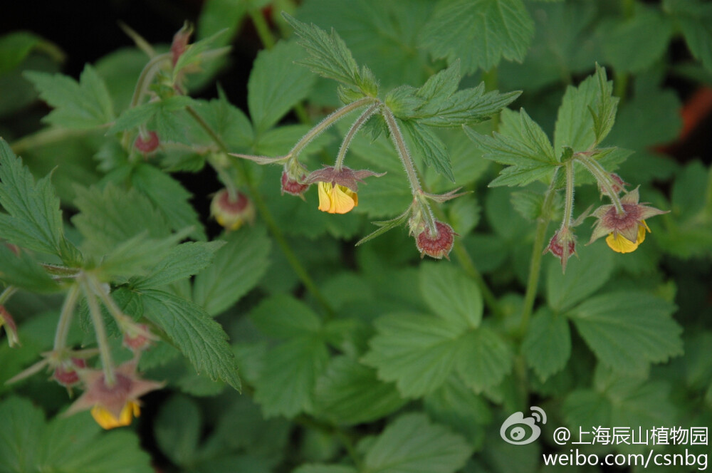 紫萼路边青Geum rivale，蔷薇科路边青属