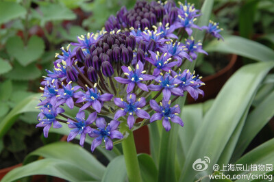 地中海蓝铃花（Scilla peruviana）或者叫地中海绵枣儿