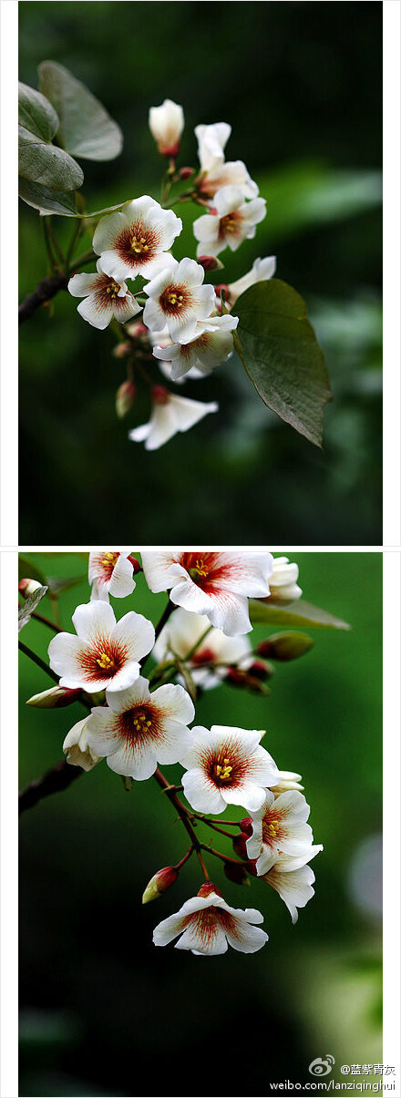 油桐（Vernicia fordii），大戟科