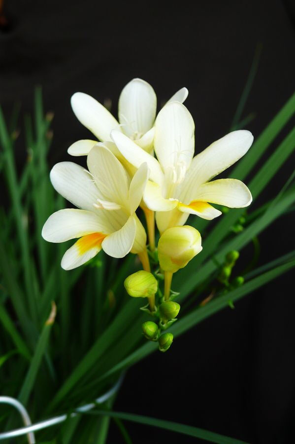 小苍兰（Freesia refracta Klatt），别名香雪兰，原产非洲南部好望角一带。香气浓郁醇正，花姿优雅动人，花色鲜艳。花语：纯真，无邪