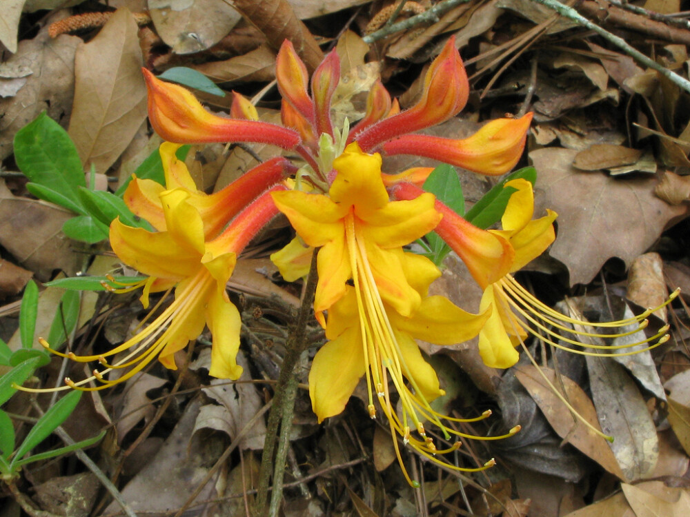 魅力十足：杜鹃花~ { 佛罗里达杜鹃 学名：rhododendron austrinum 摄影：Alan Cressler }