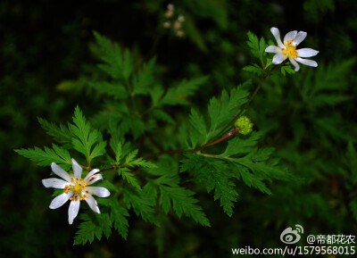 短柱侧金盏花（Adonis davidii），毛茛科侧金盏花属（Adonis）