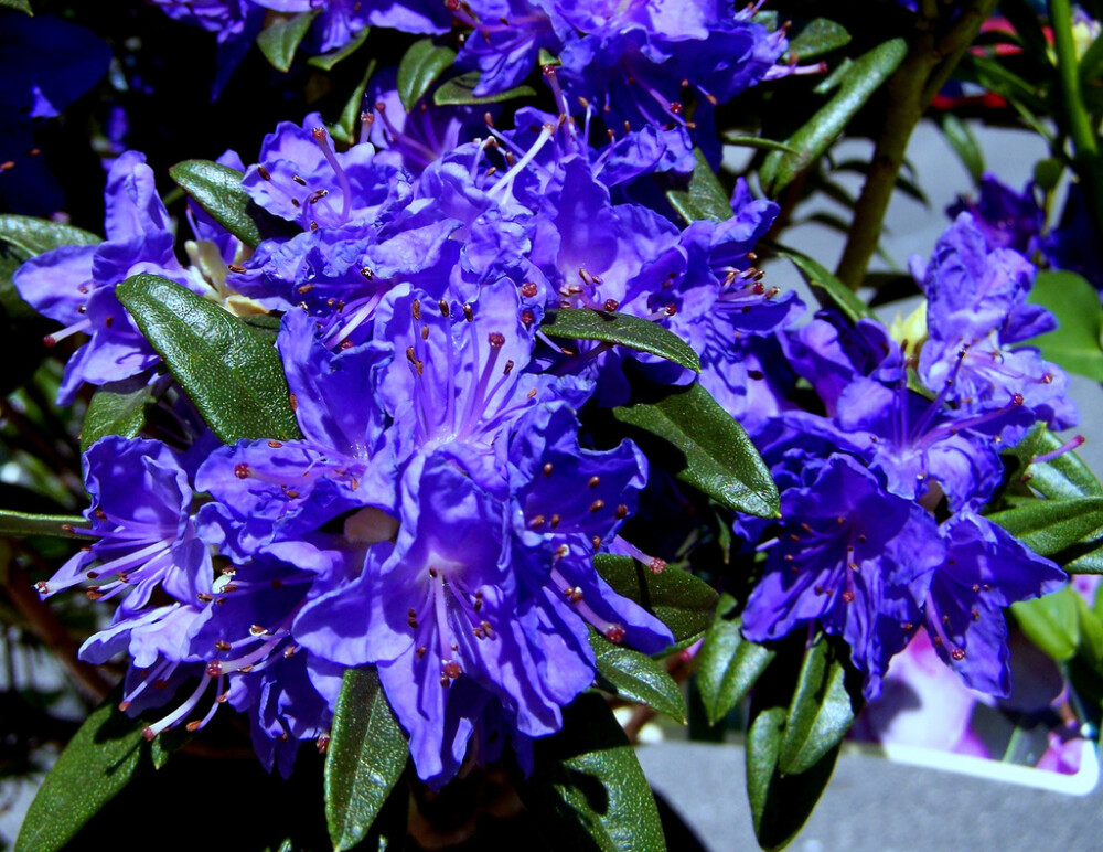 魅力无极限：蓝色杜鹃花~ { 学名：Blue Baron Rhododendron 摄影：Greek_Sunshine }