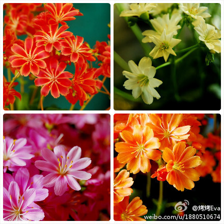 各色品种的露薇花Lewisia cotyledon，马齿苋科，露薇花属。花型精致，花色艳丽，开花量很大，混在这一群低调的岩生植物里，耀眼得一塌糊涂。2012.4.21摄于Midland AGS show (Solihull)
