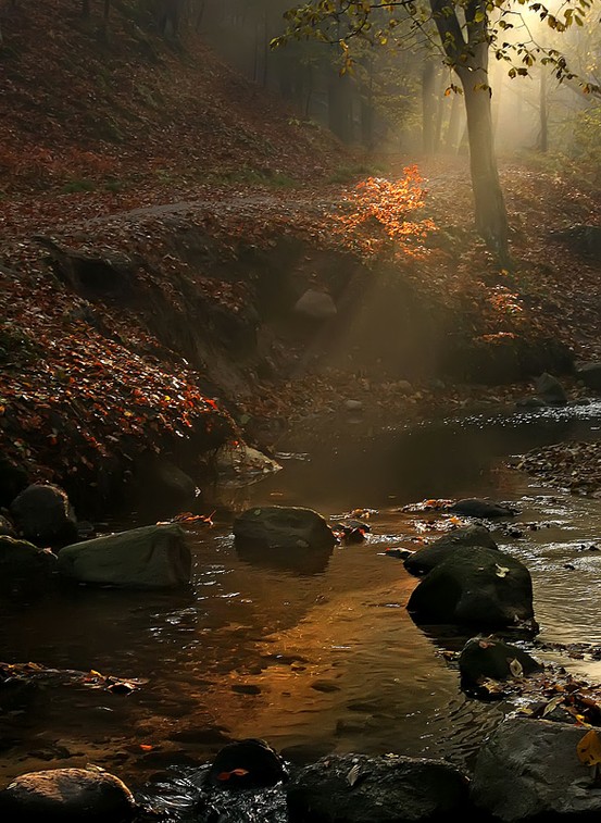 Kacza is small stream that runs through the forest of Krykulec near Gdynia, Poland