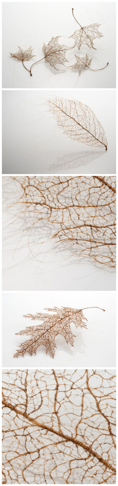 用头发编成的叶子，因为是欧美人的头发，所以有点亚麻色。│艺术家：Jenine Shereos