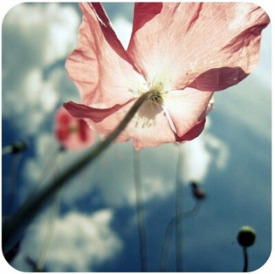 阳光一下子把我看透