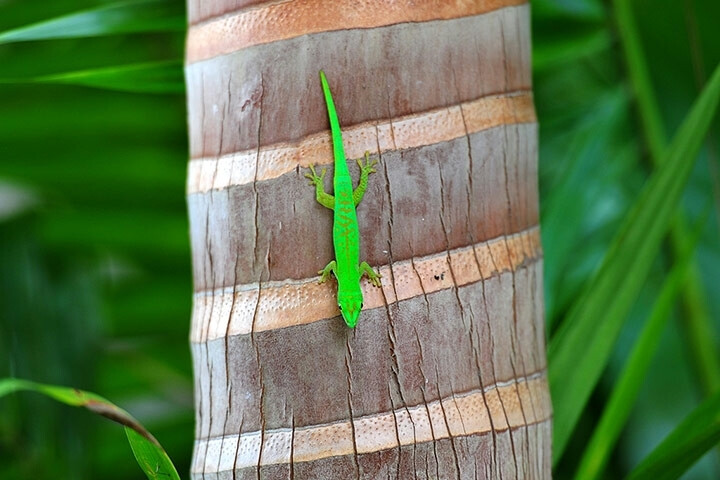  塞舌尔，普拉兰岛，联合国教科文组织世界遗址玛依谷地自然保护区，一只停留在棕榈树干上的绿色壁虎。阵阵暴雨冲刷着塞舌尔田园般的白色沙滩，保育人士担忧气候变化会为珍稀物种如巨龟等带来严峻危机。