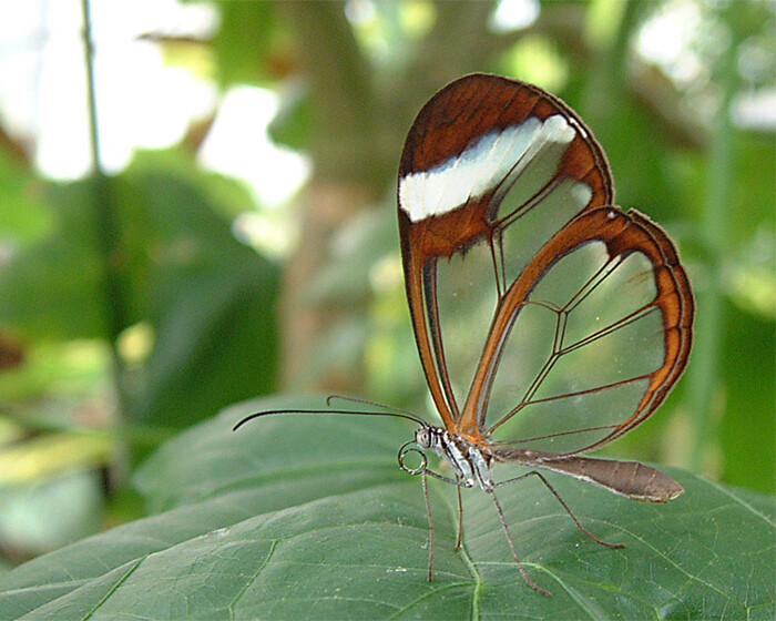 透明翅膀的蝴蝶，和绿叶形成了最美的风景
