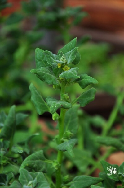 番杏(Tetragonia tetragonioides)，为番杏科神物，又名新西兰菠菜，学分类就是好，以后种一片来吃