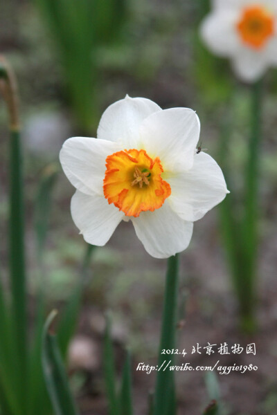 2012.4.23 北植赏花 【Canon EOS 450D 曝光时间:1/125秒 焦距:122.0mm F/5.6 ISO:400】