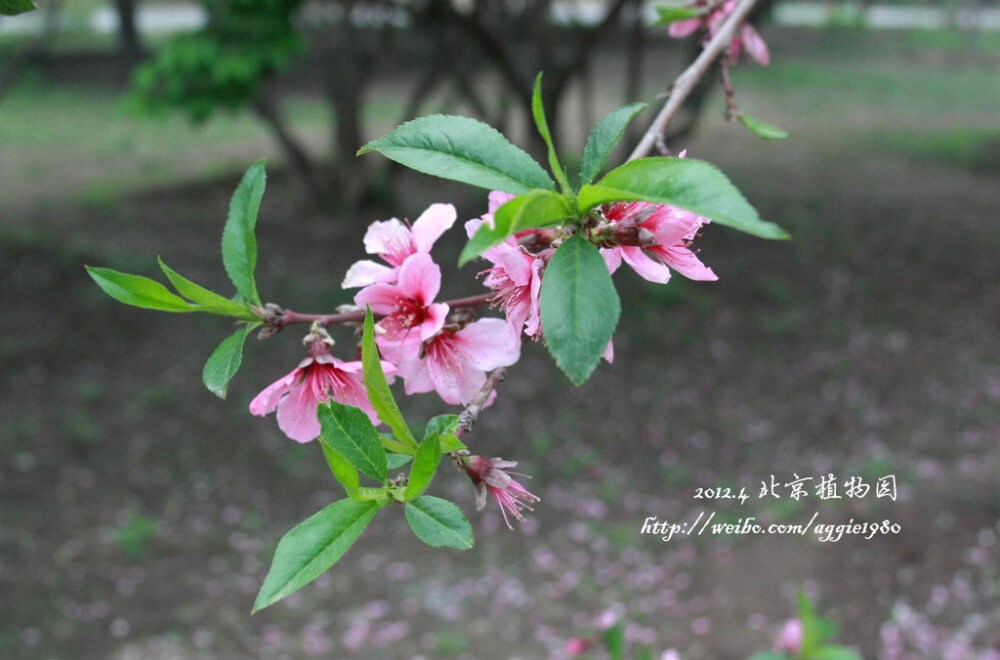 2012.4.23 北植赏花 【Canon EOS 450D 曝光时间:1/100秒 焦距:28.0mm F/5.0 ISO:400】