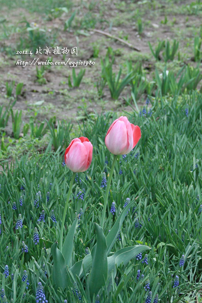 2012.4.23 北植赏花 【Canon EOS 450D 曝光时间:1/100秒 焦距:56.0mm F/5.60 ISO:400】